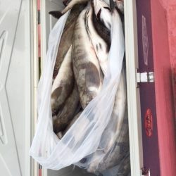 第八平成丸 釣果