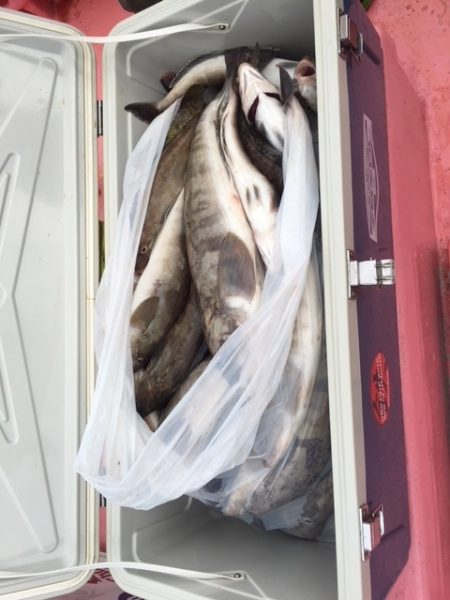 第八平成丸 釣果