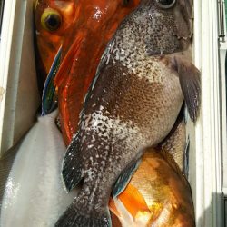 モンロー号 釣果