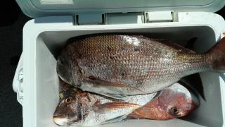 長栄丸(静岡) 釣果