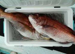 長栄丸(静岡) 釣果