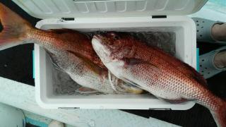 長栄丸(静岡) 釣果