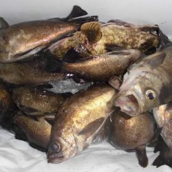 ルアー船マヒマヒ 釣果