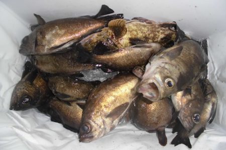 ルアー船マヒマヒ 釣果