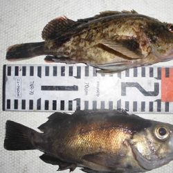 ルアー船マヒマヒ 釣果