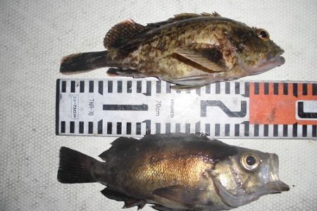 ルアー船マヒマヒ 釣果