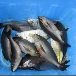 海正丸 釣果