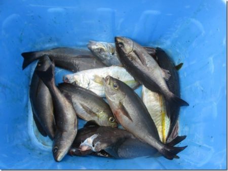 海正丸 釣果
