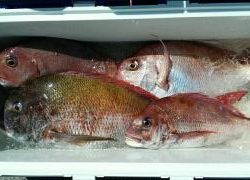 長栄丸(静岡) 釣果