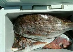 長栄丸(静岡) 釣果