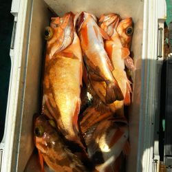 モンロー号 釣果