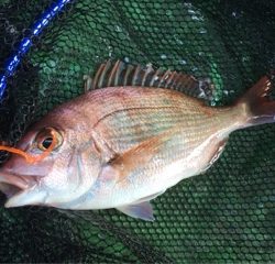 利弥丸（としやまる） 釣果