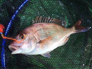 利弥丸（としやまる） 釣果