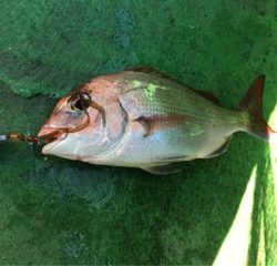 利弥丸（としやまる） 釣果