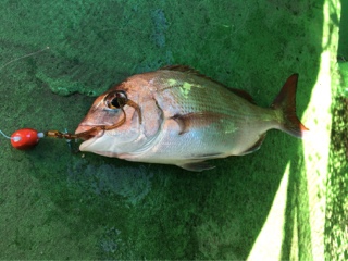 利弥丸（としやまる） 釣果
