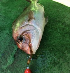 利弥丸（としやまる） 釣果
