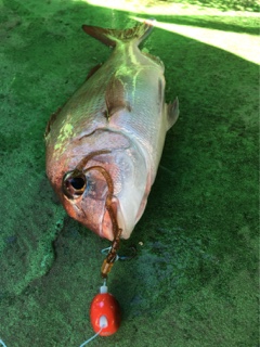 利弥丸（としやまる） 釣果