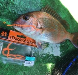 利弥丸（としやまる） 釣果