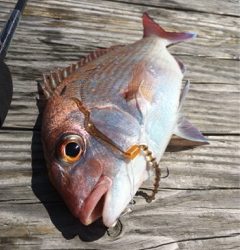 利弥丸（としやまる） 釣果