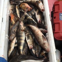 第八平成丸 釣果