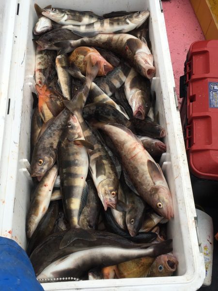 第八平成丸 釣果