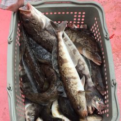 第八平成丸 釣果