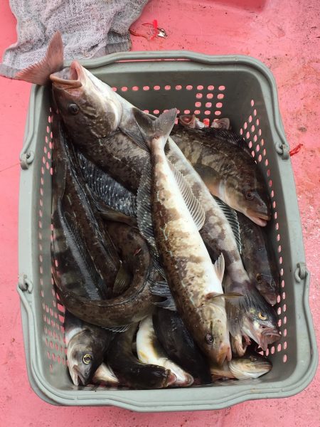 第八平成丸 釣果