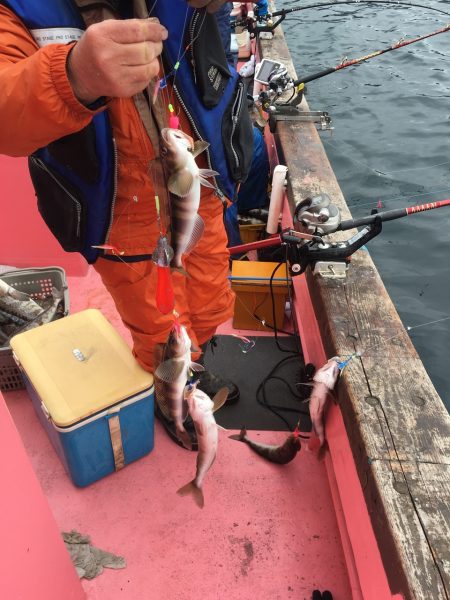 第八平成丸 釣果