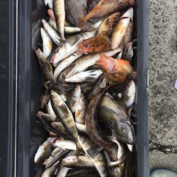 第八平成丸 釣果