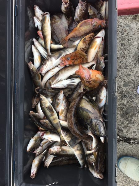 第八平成丸 釣果