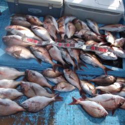海宝丸 釣果