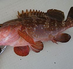 松本釣船２ 釣果