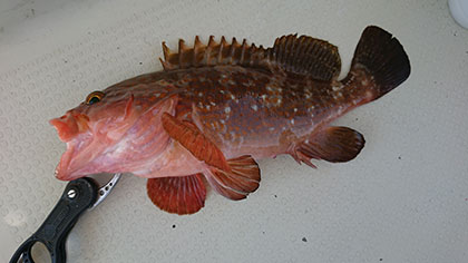 松本釣船２ 釣果