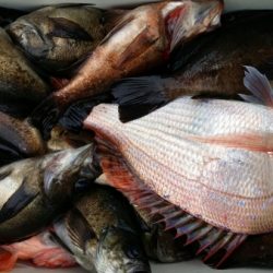 オーフリー 釣果