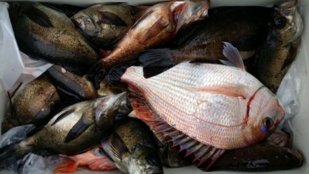 オーフリー 釣果