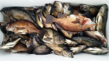 オーフリー 釣果