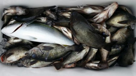 オーフリー 釣果