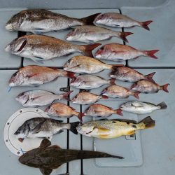 松本釣船２ 釣果