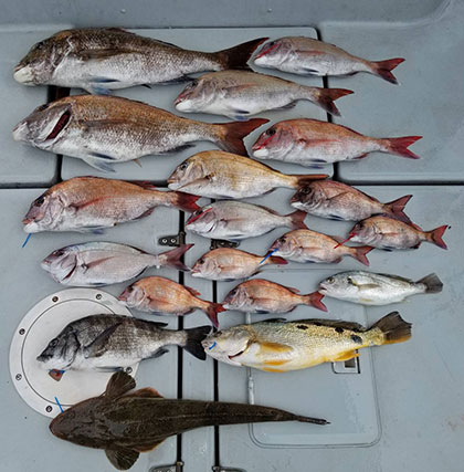 松本釣船２ 釣果