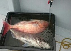 海龍丸(福岡) 釣果