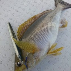 マタウマリンサービス 釣果