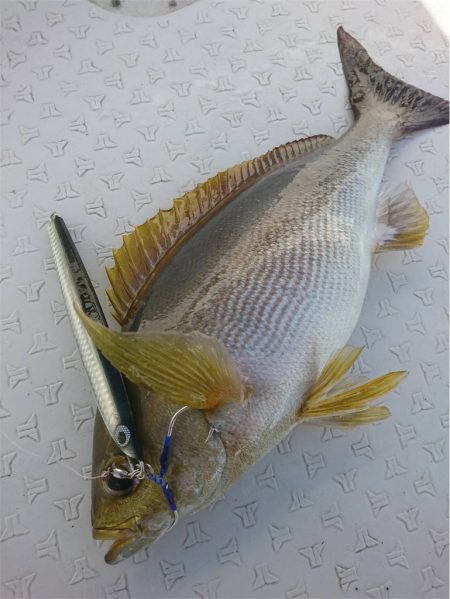 マタウマリンサービス 釣果