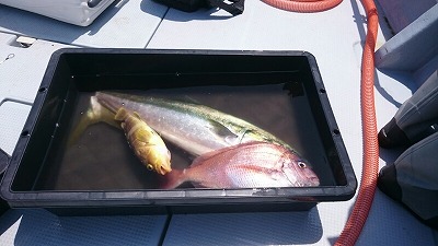 海龍丸（福岡） 釣果