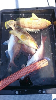 海龍丸（福岡） 釣果
