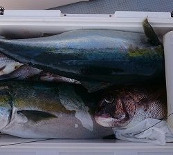 海龍丸(福岡) 釣果