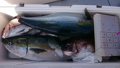 海龍丸（福岡） 釣果