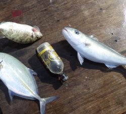 本部釣りイカダ 釣果