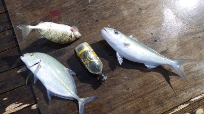 本部釣りイカダ 釣果