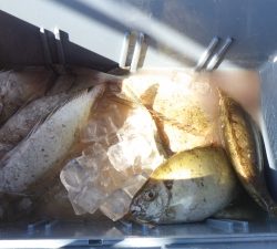 本部釣りイカダ 釣果