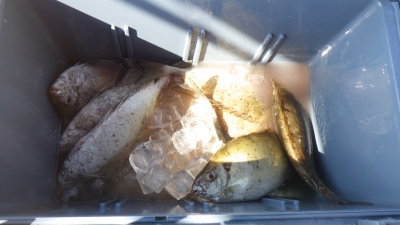 本部釣りイカダ 釣果